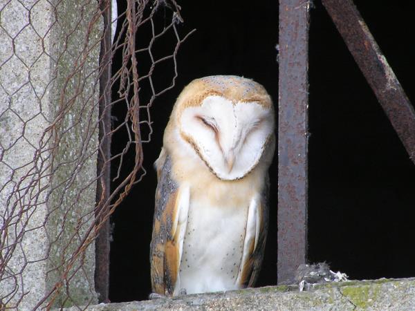 Birdwatching vacation in France