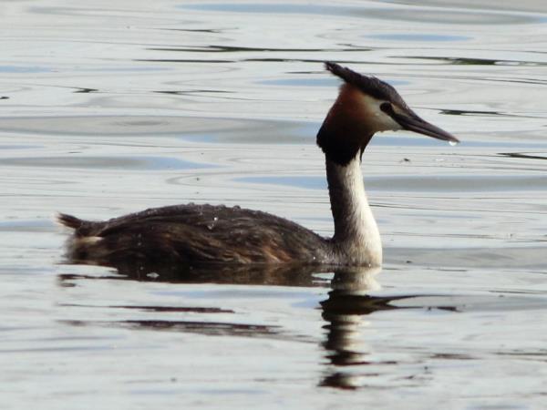 Birdwatching vacation in France
