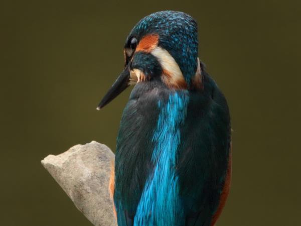 Birdwatching vacation in France