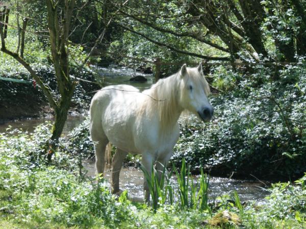 Horse riding vacation in France