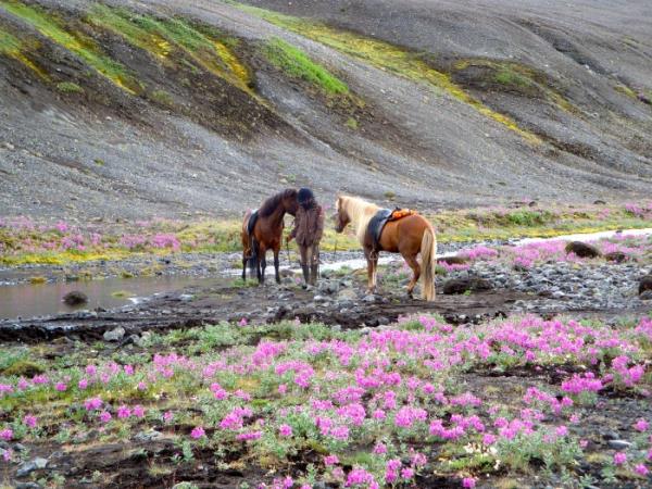 Thingvellir horse riding holiday in Iceland
