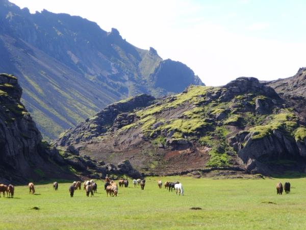Thingvellir horse riding holiday in Iceland