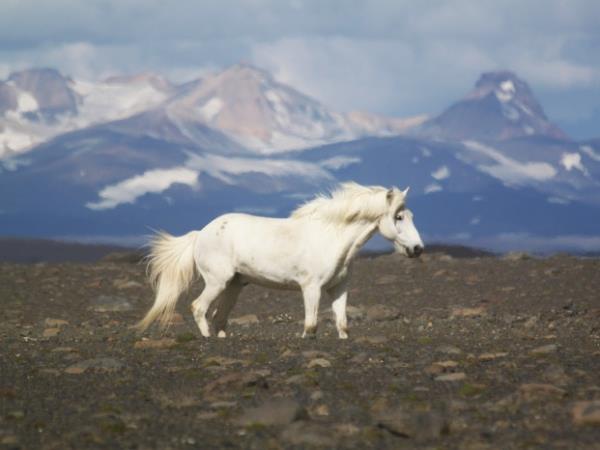 Thingvellir horse riding holiday in Iceland