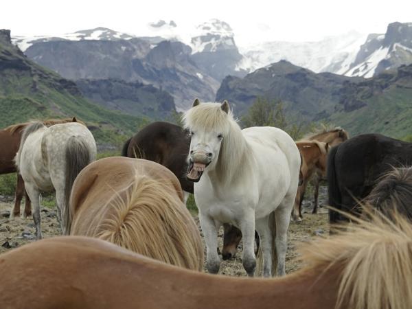 Thingvellir horse riding holiday in Iceland