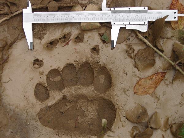 Northern Greece bear conservation tour