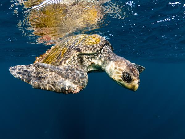 Costa Rica bespoke vacation, wildlife and volcanoes