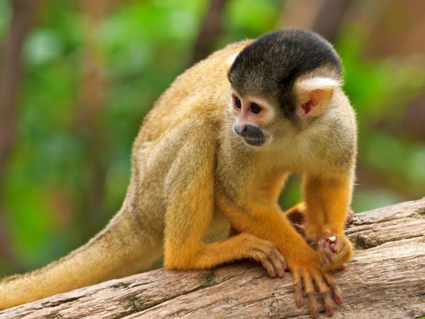 Costa Rica bespoke vacation, wildlife and volcanoes