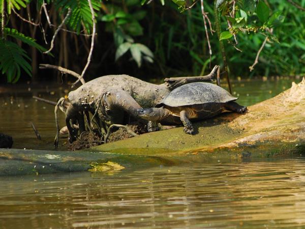 Costa Rica bespoke vacation, wildlife and volcanoes