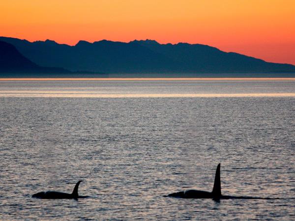 Alaska's Islands cruise, whales & glaciers