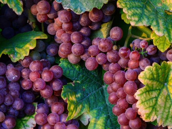 Slovenia food and wine tour