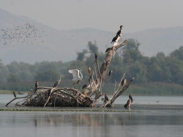 Montenegro bird watching vacation