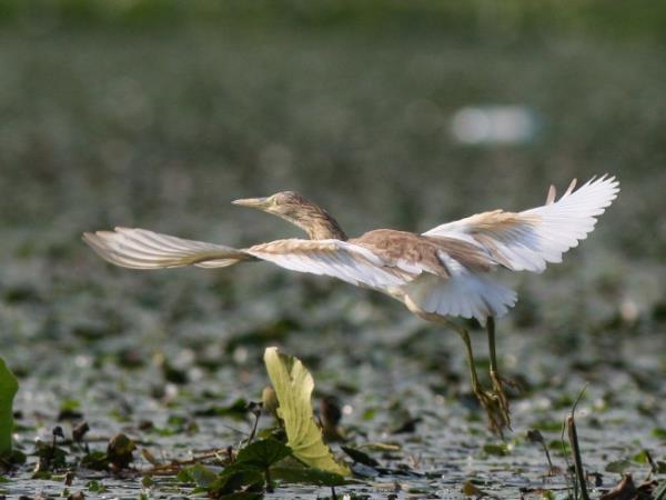 Montenegro bird watching vacation