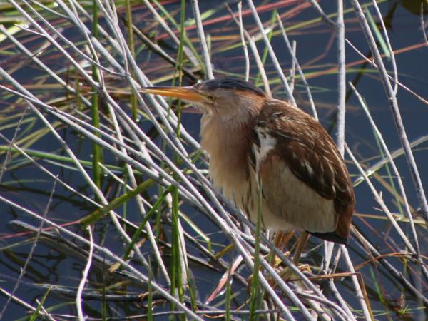 Montenegro bird watching vacation