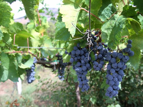 Montenegro vacation, tailor made