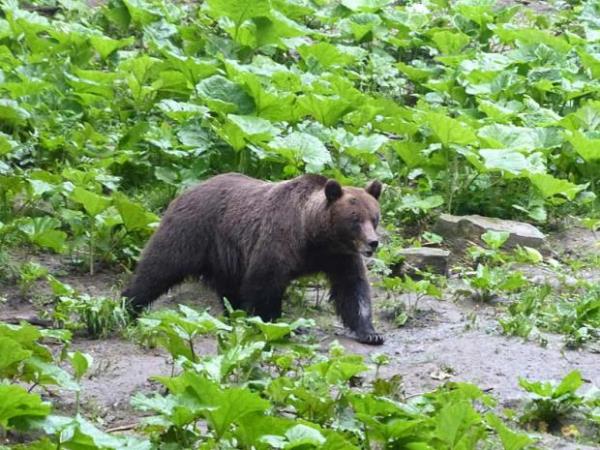 Romania's natural wonders vacation, small group