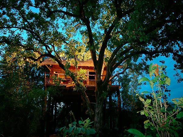 Central India wildlife holiday, stay in a treehouse