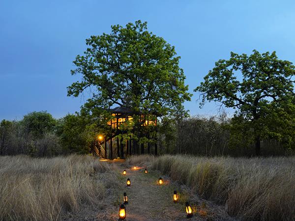 Central India wildlife holiday, stay in a treehouse