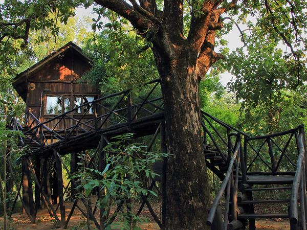 Central India wildlife holiday, stay in a treehouse