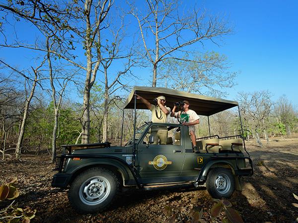 Central India wildlife holiday, stay in a treehouse
