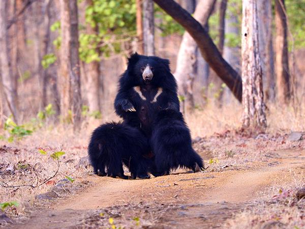 Central India wildlife holiday, stay in a treehouse