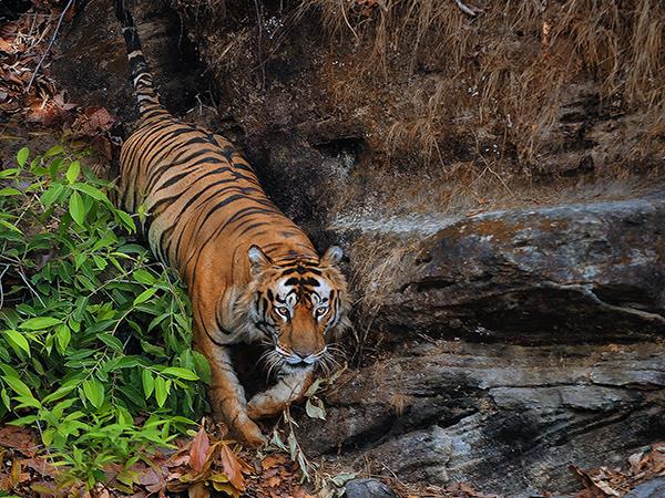 Central India wildlife holiday, stay in a treehouse