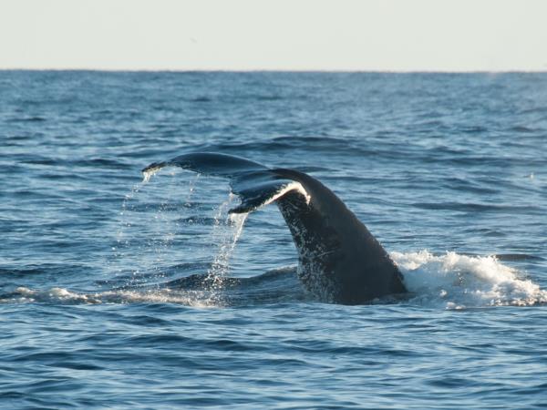 Greenland adventure and diving expedition