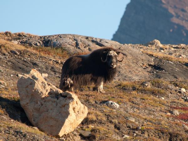 Greenland adventure and diving expedition