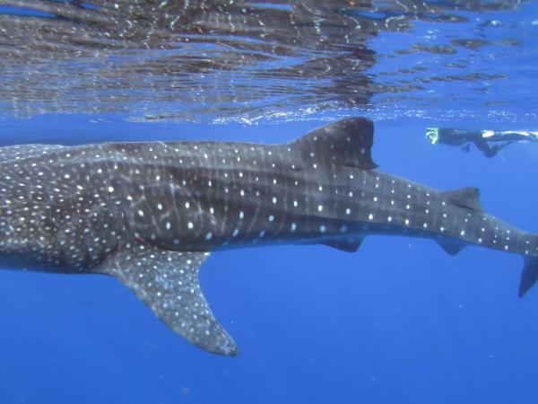 Whale shark research in Mexico