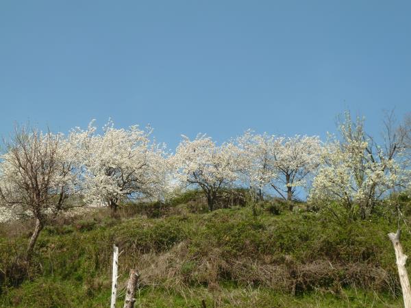 Spain hiking vacation, Walking in blossom