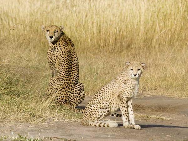 Kenya vacations, safari and beach vacation