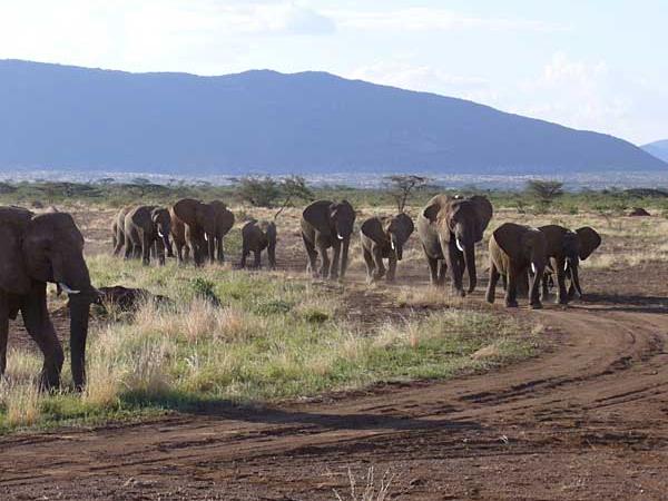 Kenya vacations, safari and beach vacation