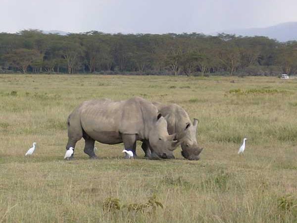 Kenya vacations, safari and beach vacation