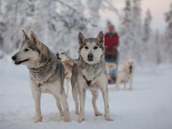 Husky safari in Finland