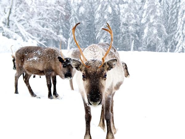 Swedish Lapland new year vacation, northern lights and activities