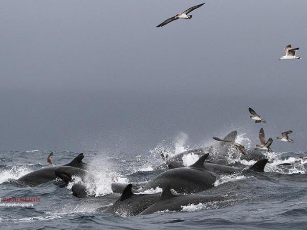 Blue Whale tour in the Azores