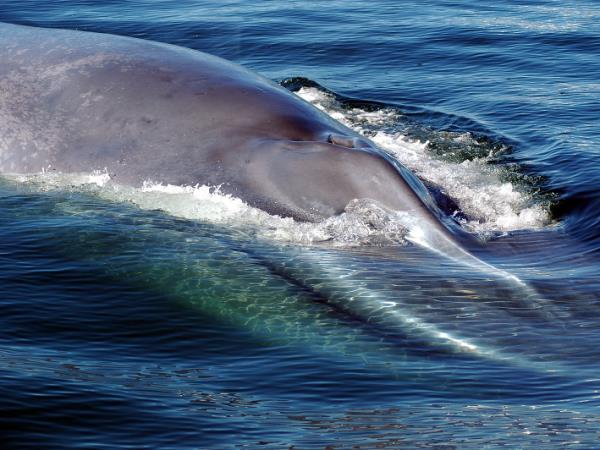 Blue Whale tour in the Azores