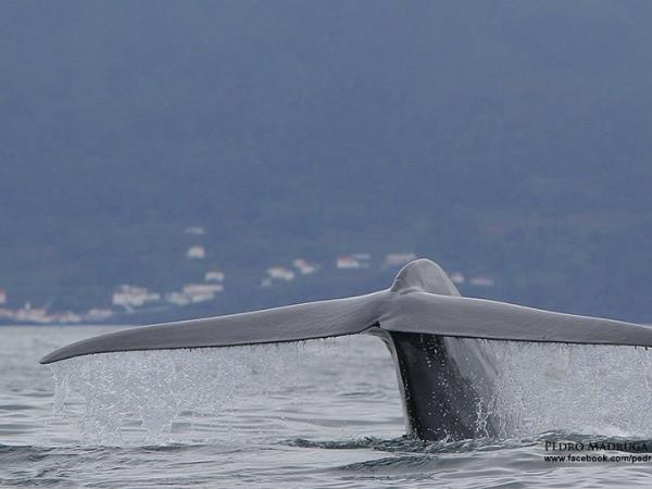 Blue Whale tour in the Azores