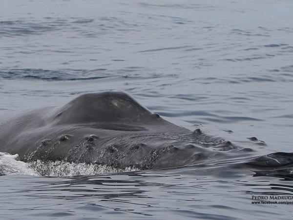 Blue Whale tour in the Azores