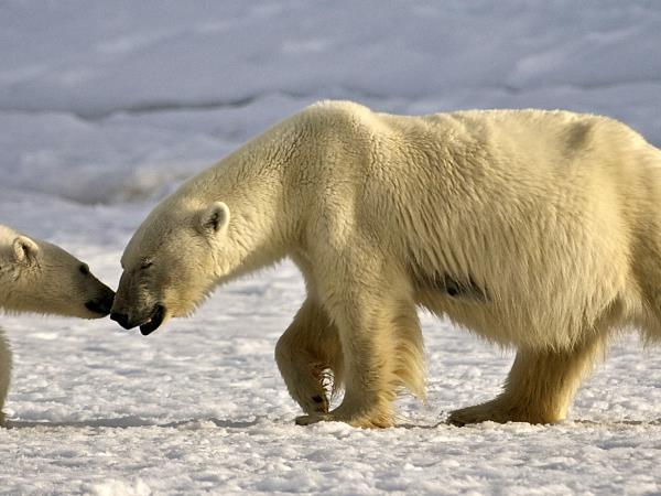 Spitsbergen cruise, 6 days