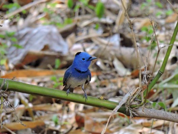 India bird watching vacation & Taj Mahal