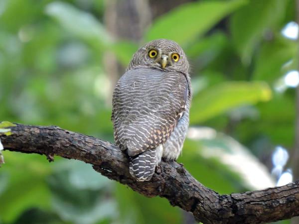 India bird watching vacation & Taj Mahal