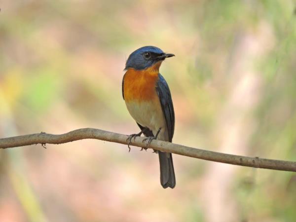 India bird watching vacation & Taj Mahal