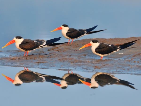 India bird watching vacation & Taj Mahal