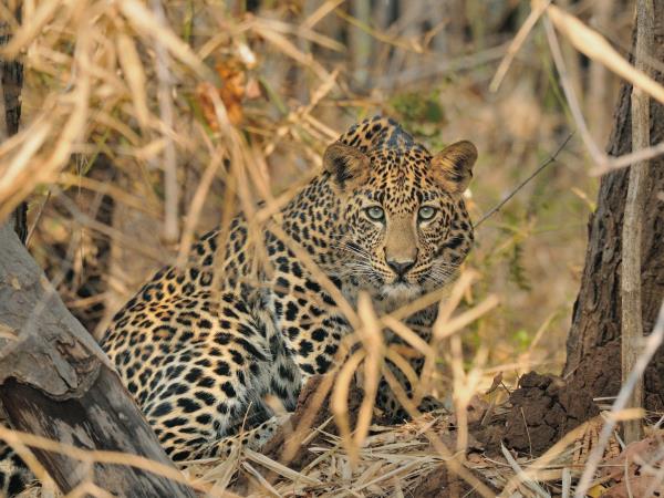 India bird watching vacation & Taj Mahal