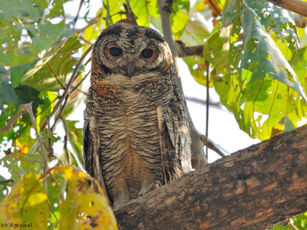 India bird watching vacation & Taj Mahal