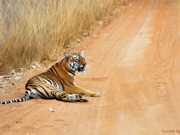 India bird watching vacation & Taj Mahal