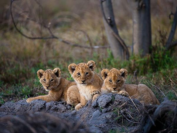 Botswana National Parks safari holiday