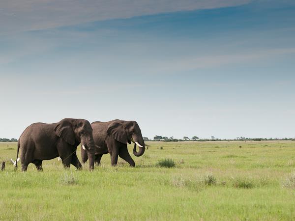 Botswana National Parks safari holiday