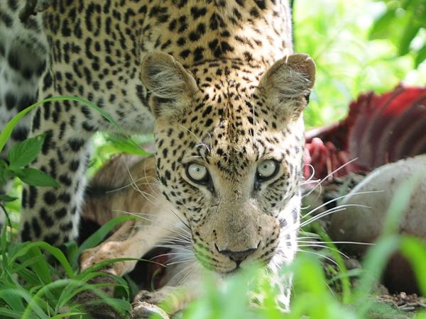 Botswana National Parks safari holiday