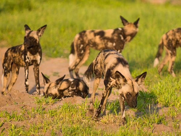 Botswana National Parks safari holiday